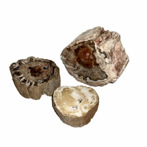 Madagascar Petrified Wood Mini