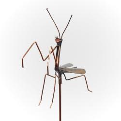 Small Praying Mantis